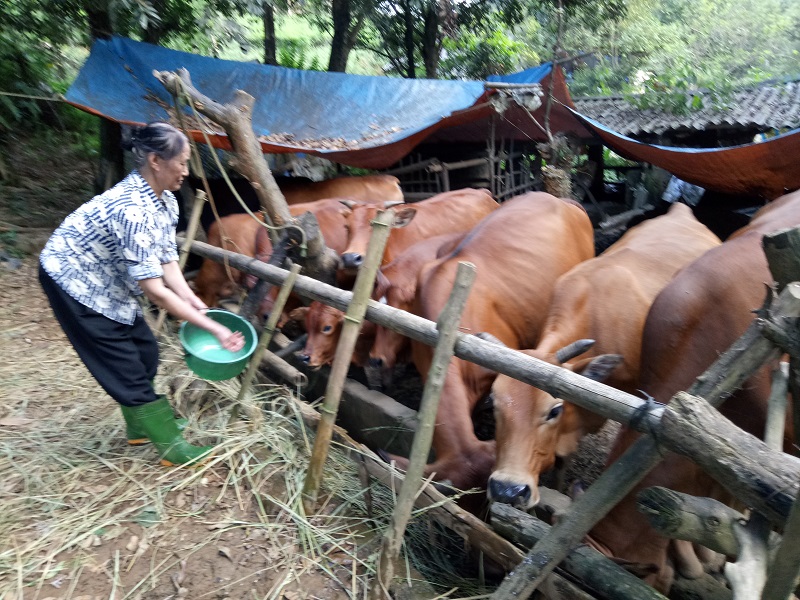 Bà Nguyễn Thị Dịu - tổ 5 chăm sóc đàn gia súc của gia đình. 